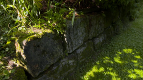 "Nowa Maja w ogrodzie": jak przyśpieszyć proces porastania mchami nowych kamieni?